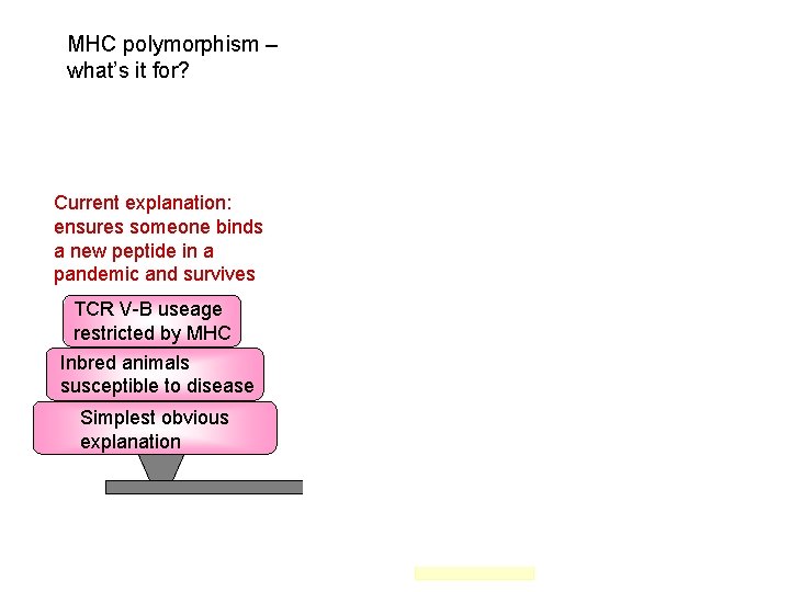 MHC polymorphism – what’s it for? Current explanation: ensures someone binds a new peptide