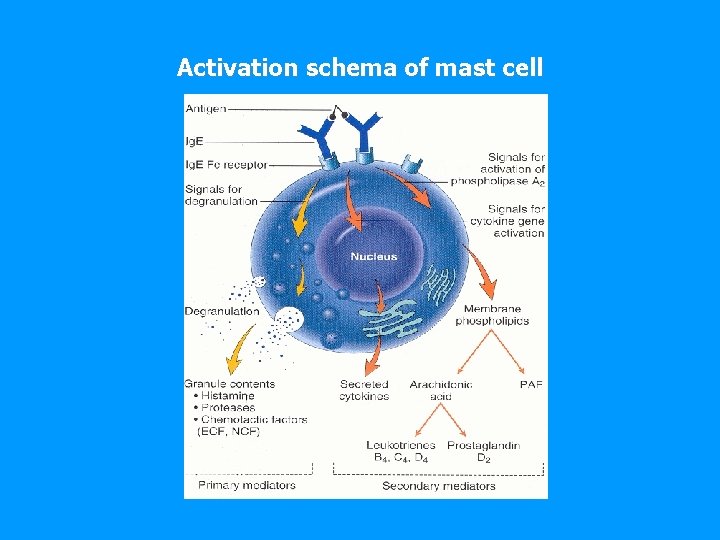 Activation schema of mast cell 