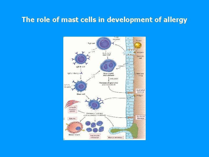 The role of mast cells in development of allergy 