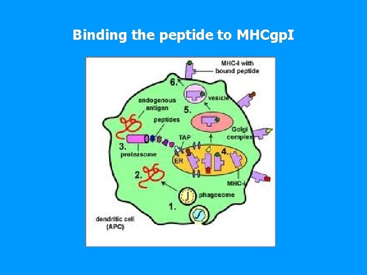 Binding the peptide to MHCgp. I 