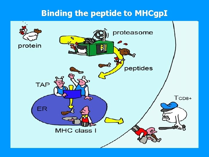 Binding the peptide to MHCgp. I 