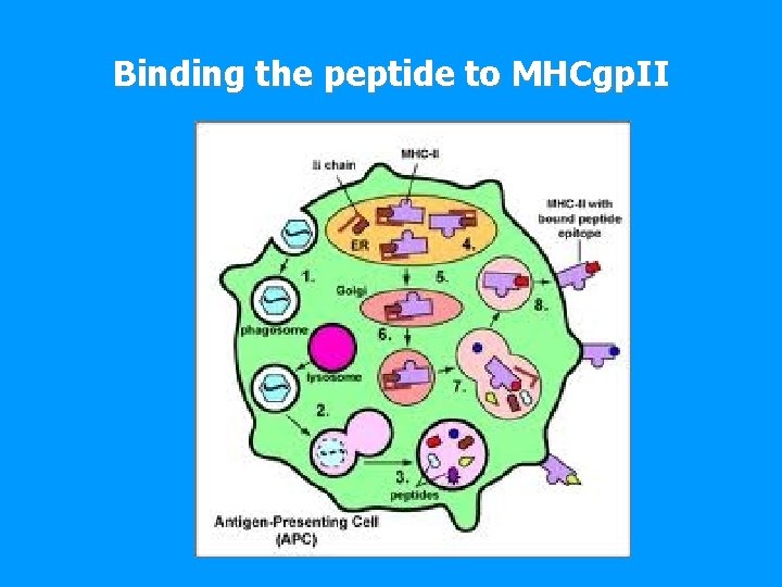 Binding the peptide to MHCgp. II 