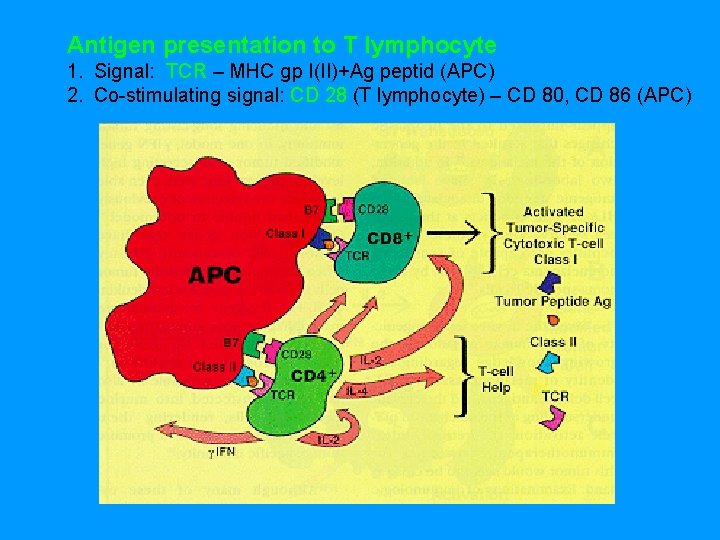 Antigen presentation to T lymphocyte 1. Signal: TCR – MHC gp I(II)+Ag peptid (APC)