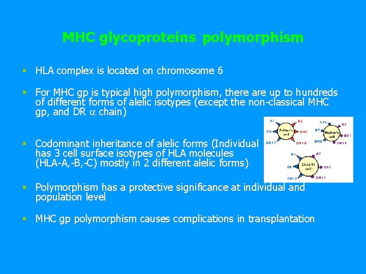 MHC glycoproteins polymorphism § HLA complex is located on chromosome 6 § For MHC
