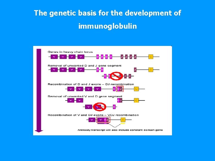 The genetic basis for the development of immunoglobulin 