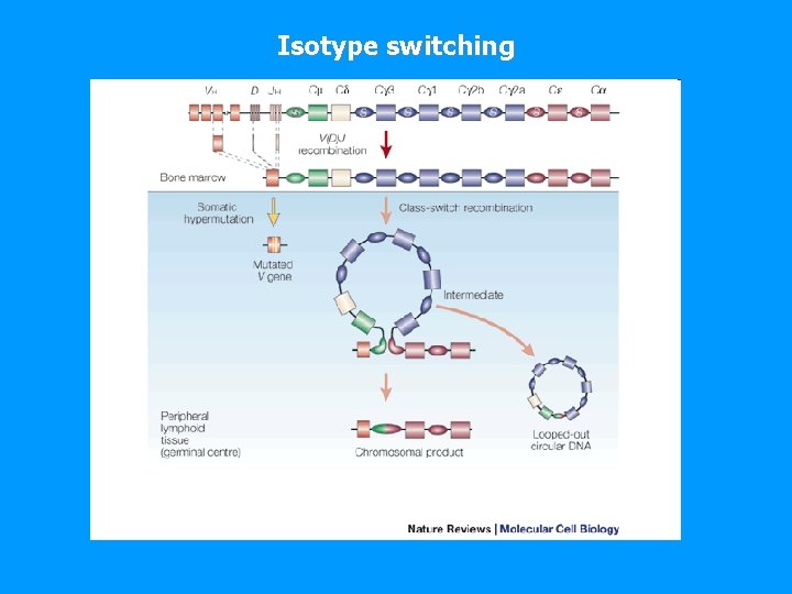 Isotype switching 