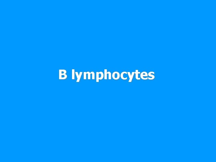 B lymphocytes 