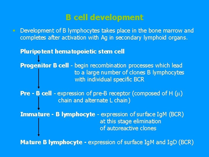 B cell development § Development of B lymphocytes takes place in the bone marrow