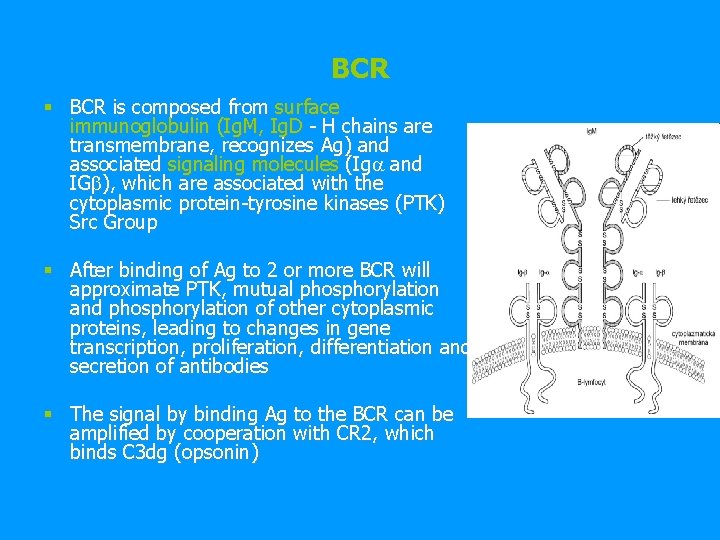 BCR § BCR is composed from surface immunoglobulin (Ig. M, Ig. D - H