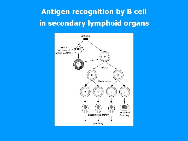 Antigen recognition by B cell in secondary lymphoid organs 