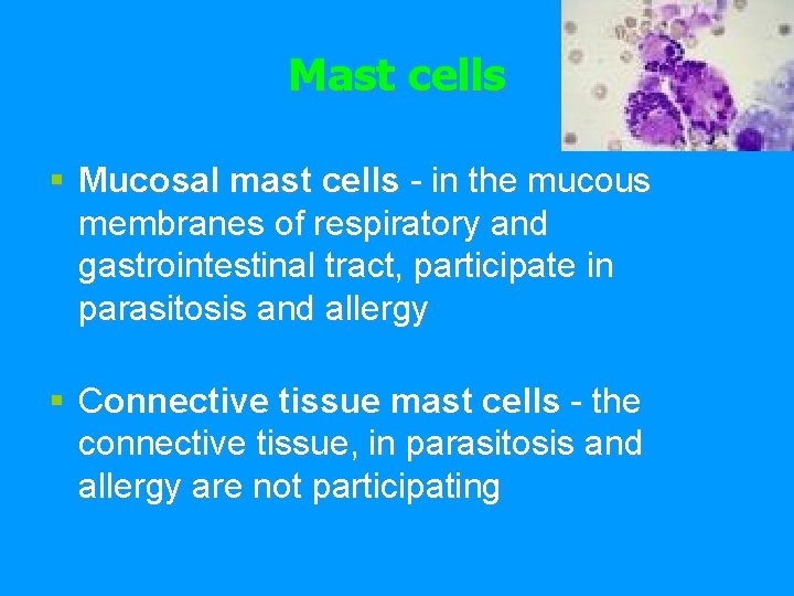 Mast cells § Mucosal mast cells - in the mucous membranes of respiratory and