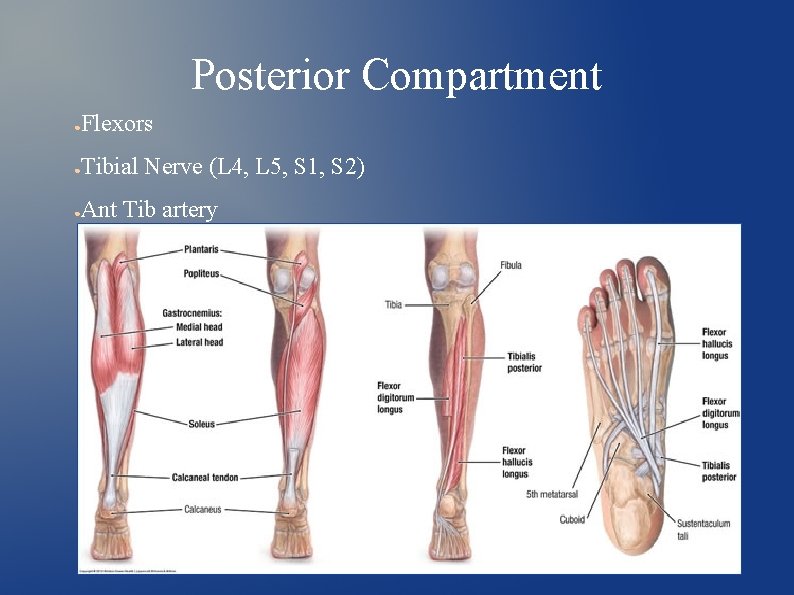 Posterior Compartment ● Flexors ● Tibial Nerve (L 4, L 5, S 1, S