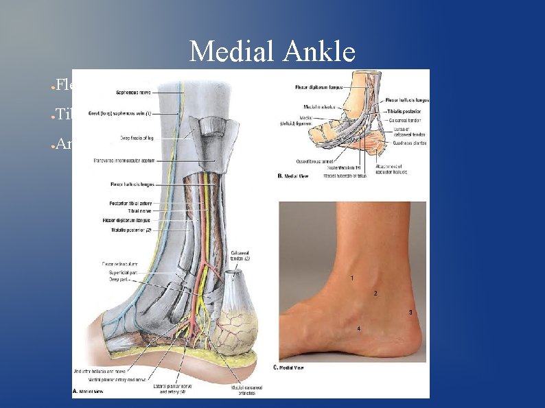 Medial Ankle ● Flexors ● Tibial Nerve (L 4, L 5, S 1, S