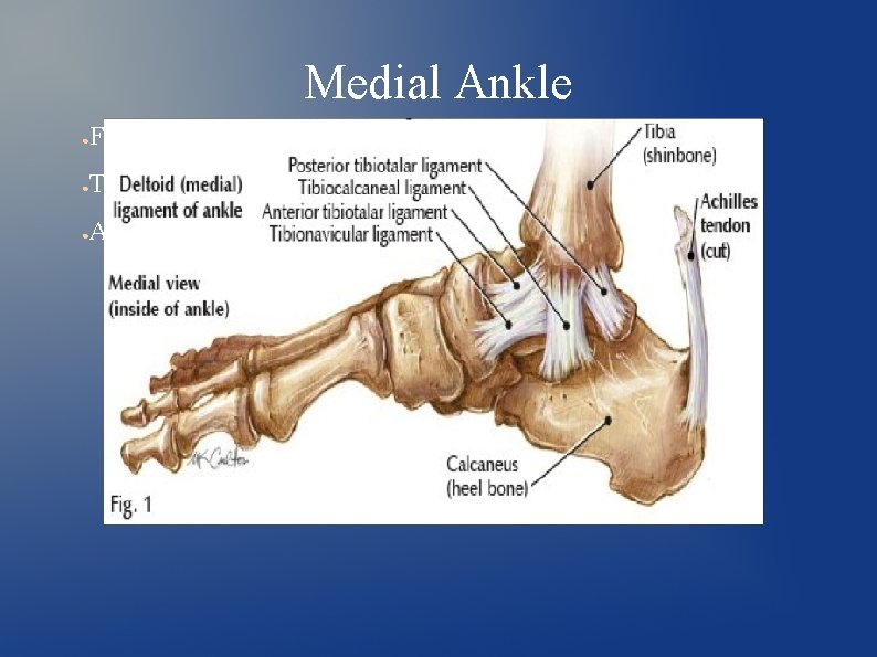 Medial Ankle ● Flexors ● Tibial Nerve (L 4, L 5, S 1, S