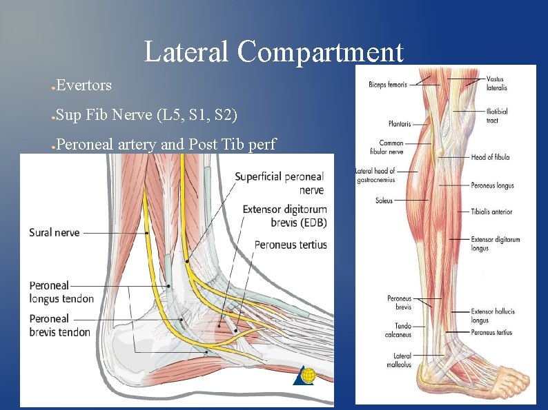 Lateral Compartment ● Evertors ● Sup Fib Nerve (L 5, S 1, S 2)
