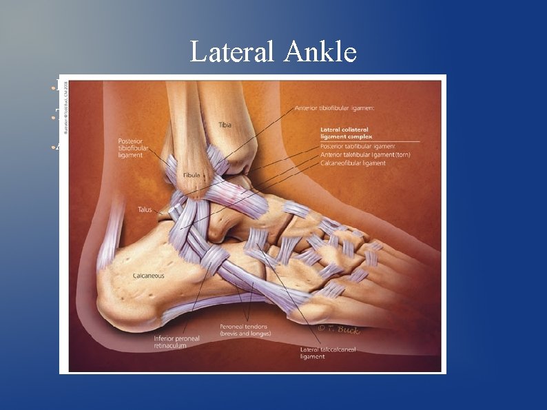 Lateral Ankle ● Flexors ● Tibial Nerve (L 4, L 5, S 1, S