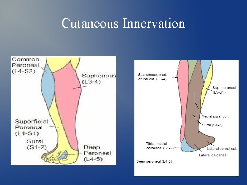 Cutaneous Innervation 