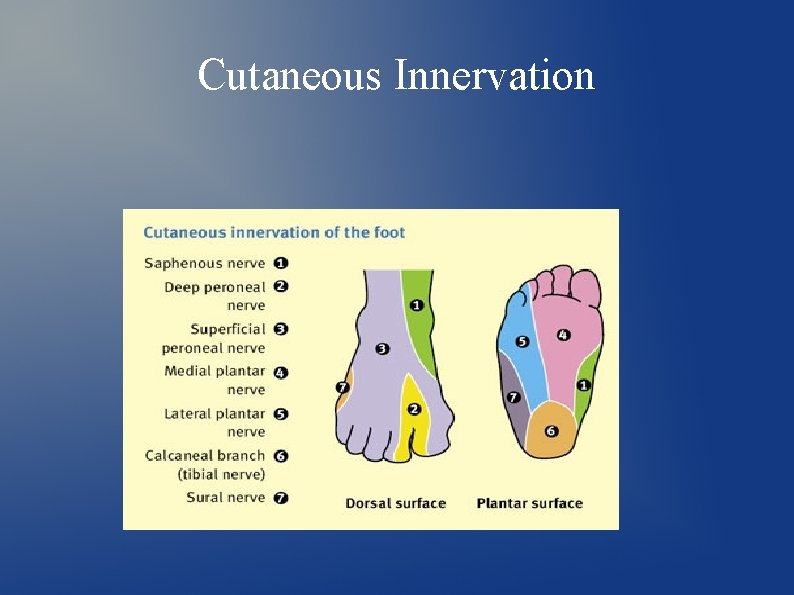 Cutaneous Innervation 
