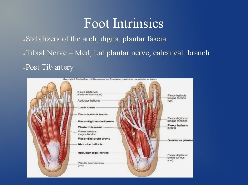 Foot Intrinsics ● Stabilizers of the arch, digits, plantar fascia ● Tibial Nerve –