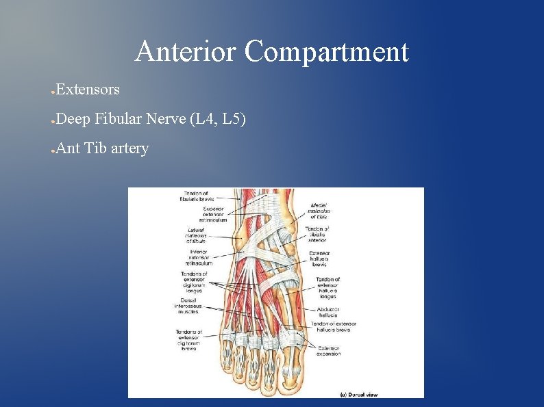 Anterior Compartment ● Extensors ● Deep Fibular Nerve (L 4, L 5) ● Ant