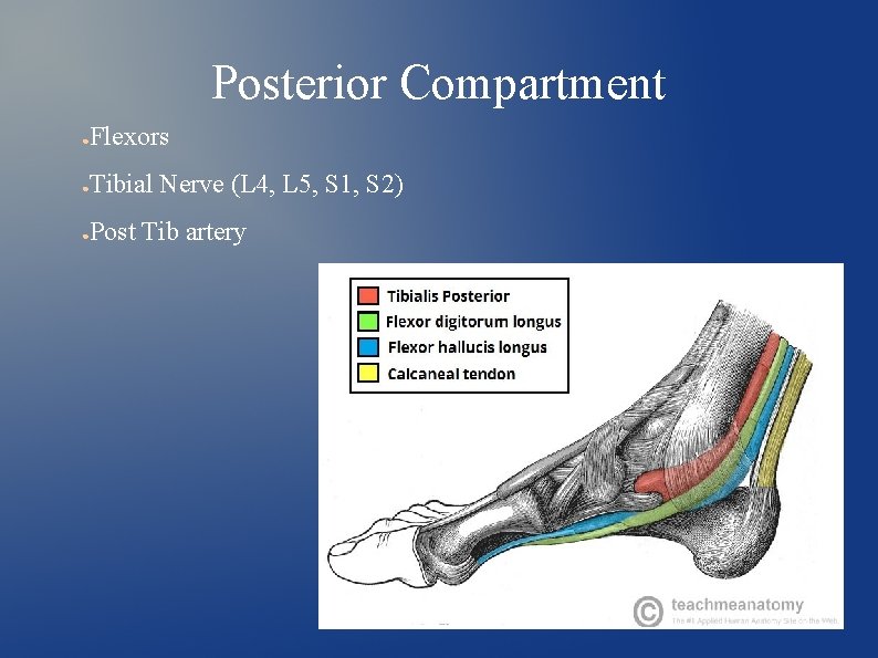 Posterior Compartment ● Flexors ● Tibial Nerve (L 4, L 5, S 1, S
