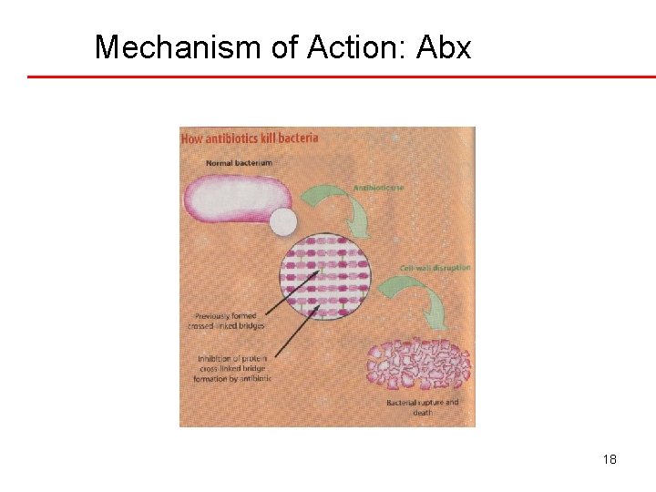 Mechanism of Action: Abx 18 