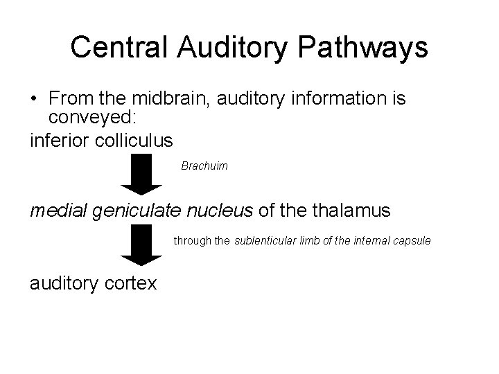 Central Auditory Pathways • From the midbrain, auditory information is conveyed: inferior colliculus Brachuim Central Auditory Pathways • From the midbrain, auditory information is conveyed: inferior colliculus Brachuim