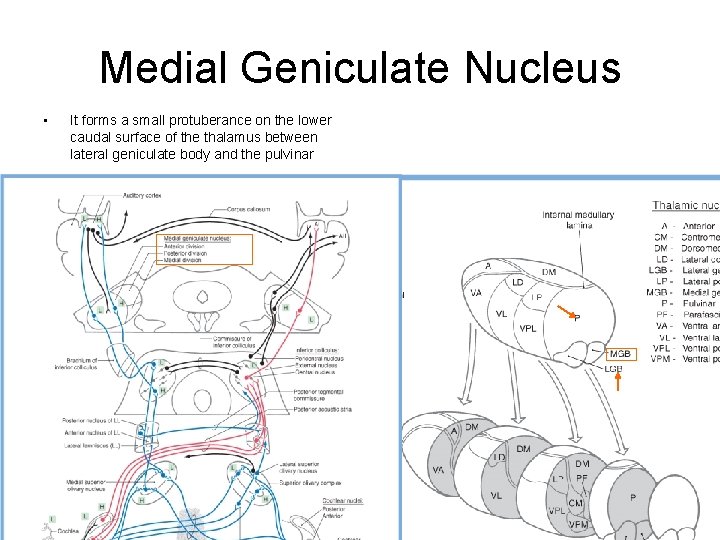 Medial Geniculate Nucleus • It forms a small protuberance on the lower caudal surface Medial Geniculate Nucleus • It forms a small protuberance on the lower caudal surface