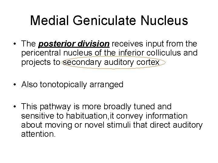 Medial Geniculate Nucleus • The posterior division receives input from the pericentral nucleus of Medial Geniculate Nucleus • The posterior division receives input from the pericentral nucleus of