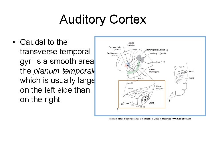 Auditory Cortex • Caudal to the transverse temporal gyri is a smooth area, the Auditory Cortex • Caudal to the transverse temporal gyri is a smooth area, the