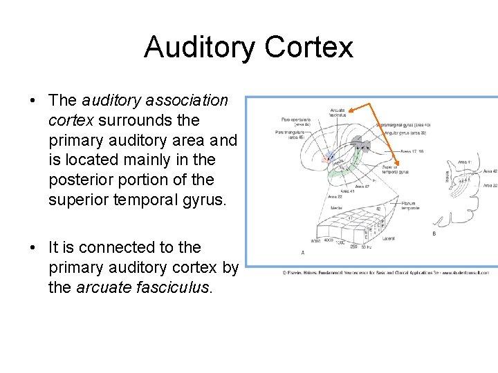Auditory Cortex • The auditory association cortex surrounds the primary auditory area and is Auditory Cortex • The auditory association cortex surrounds the primary auditory area and is