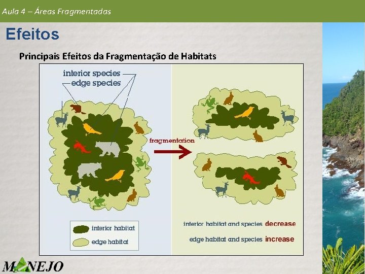 Aula 4 – Áreas Fragmentadas Efeitos Principais Efeitos da Fragmentação de Habitats 