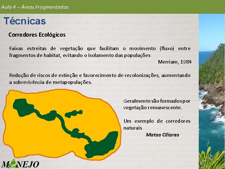 Aula 4 – Áreas Fragmentadas Técnicas Corredores Ecológicos Faixas estreitas de vegetação que facilitam