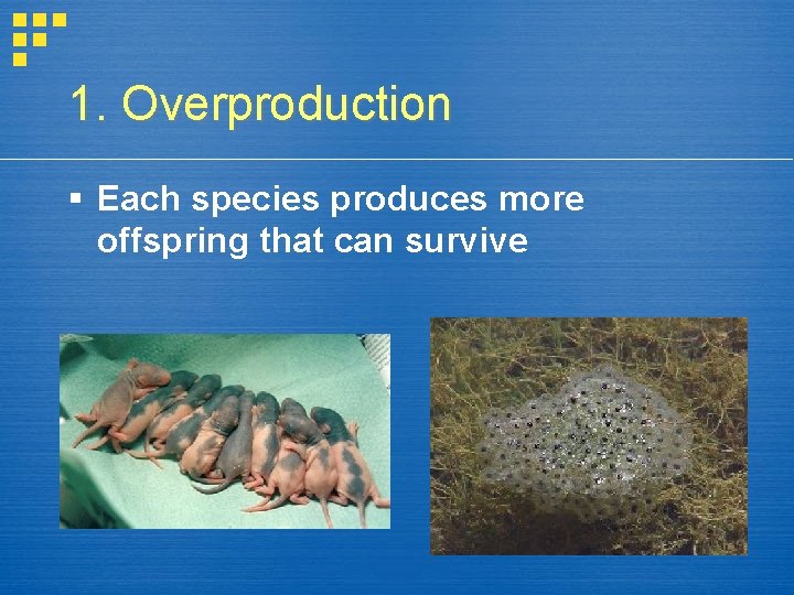 1. Overproduction Each species produces more offspring that can survive 