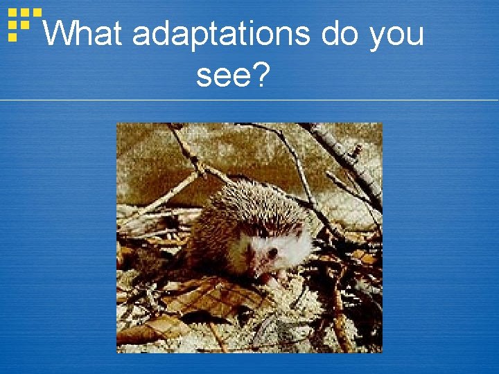 What adaptations do you see? 