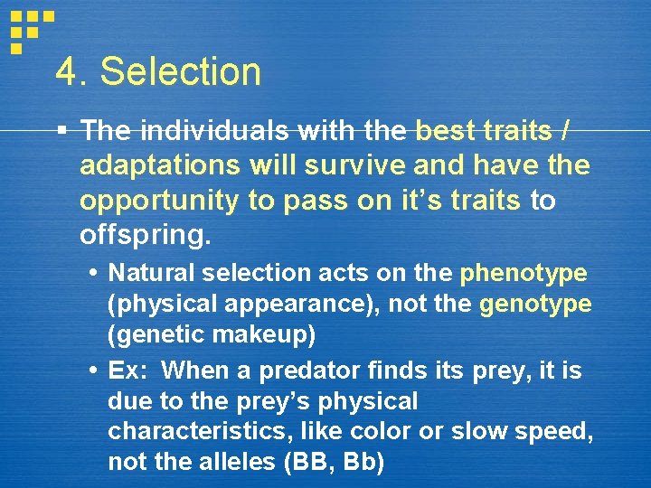 4. Selection The individuals with the best traits / adaptations will survive and have