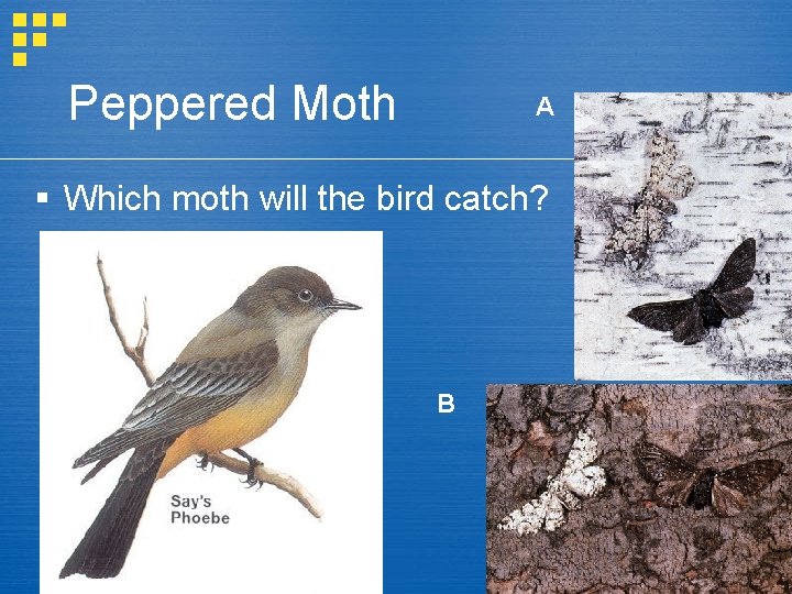 Peppered Moth A Which moth will the bird catch? B 