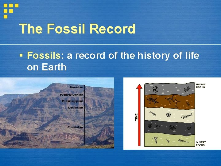 The Fossil Record Fossils: Fossils a record of the history of life on Earth