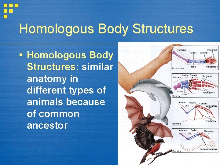 Homologous Body Structures Homologous Body Structures: Structures similar anatomy in different types of animals