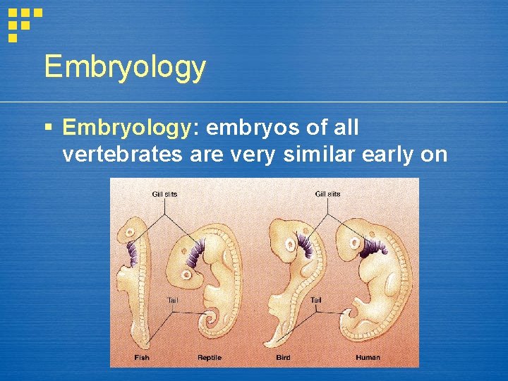 Embryology Embryology: Embryology embryos of all vertebrates are very similar early on 