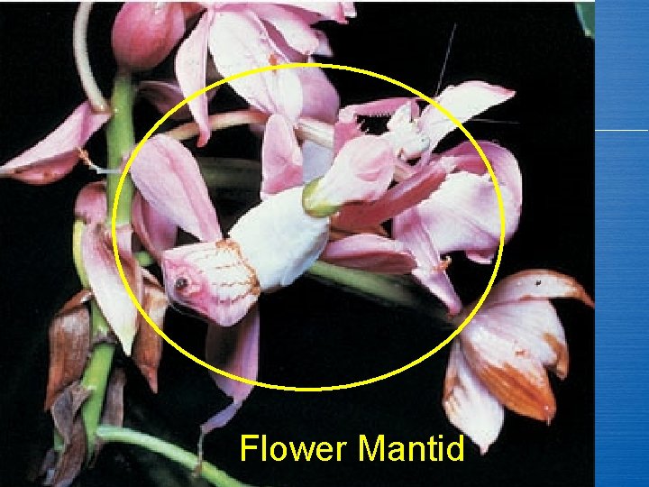 Flower Mantid 