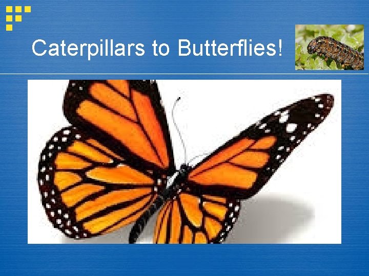 Caterpillars to Butterflies! 