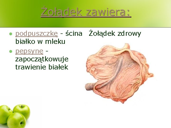 Żołądek zawiera: l l podpuszczkę - ścina Żołądek zdrowy białko w mleku pepsynę zapoczątkowuje