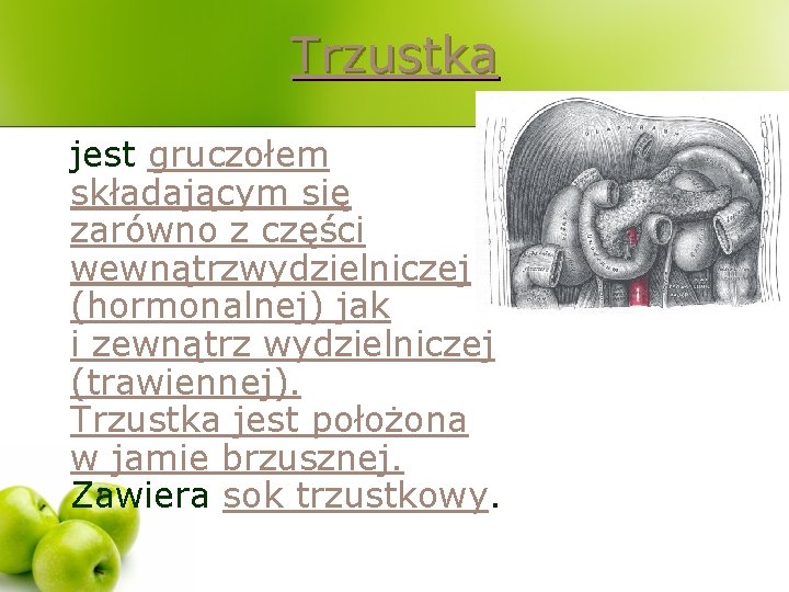 Trzustka jest gruczołem składającym się zarówno z części wewnątrzwydzielniczej (hormonalnej) jak i zewnątrz wydzielniczej