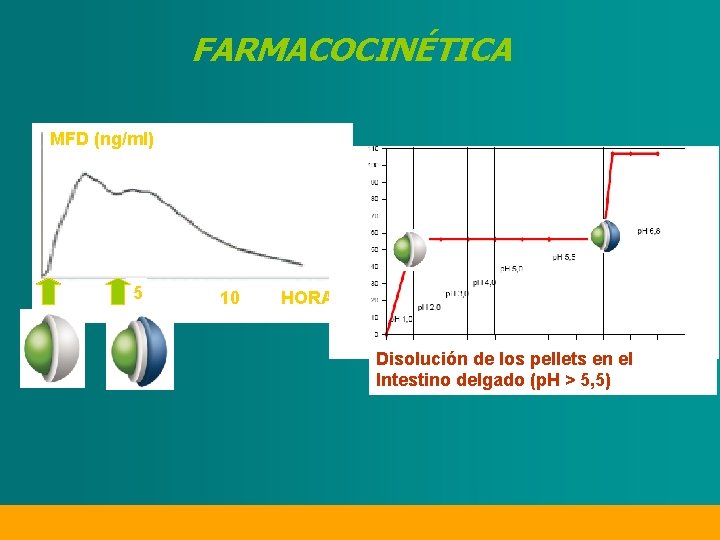 FARMACOCINÉTICA MFD (ng/ml) 5 10 HORAS Disolución de los pellets en el Intestino delgado
