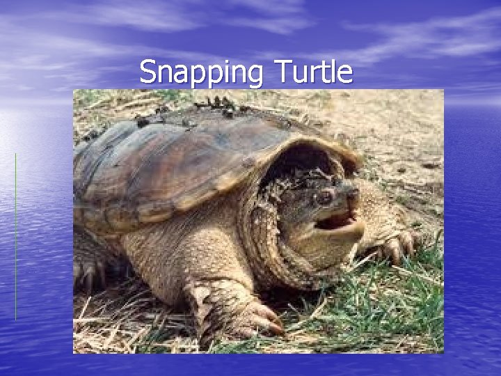 Snapping Turtle 