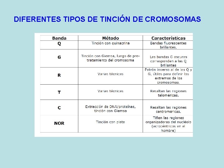 DIFERENTES TIPOS DE TINCIÓN DE CROMOSOMAS DIFERENTES TIPOS DE TINCIÓN DE CROMOSOMAS