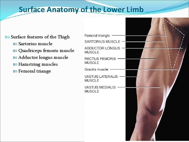 Thigh Dr S Nishan Silva Mbbs Surface Anatomy