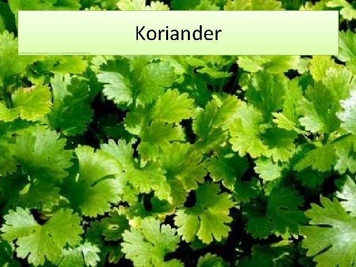 Koriander 