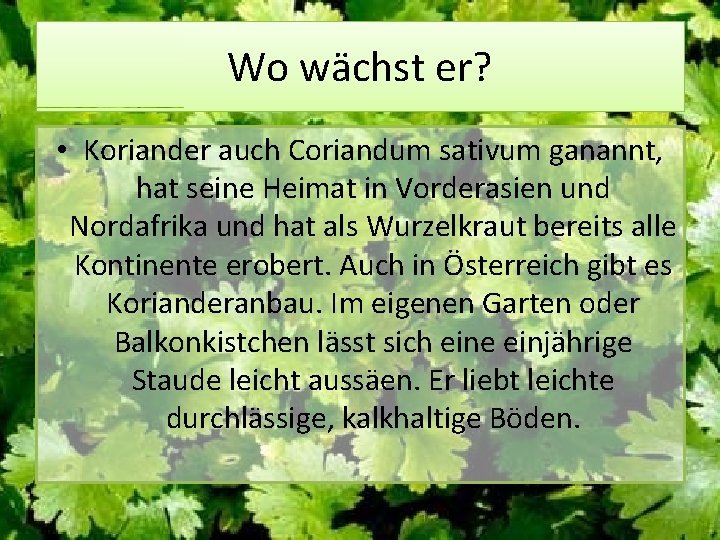 Wo wächst er? • Koriander auch Coriandum sativum ganannt, hat seine Heimat in Vorderasien